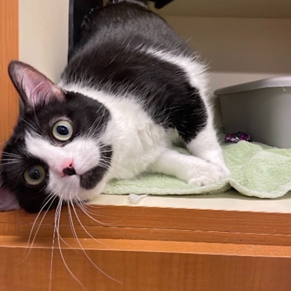 Posh Ambassador for Jane Iredale 🥰 - Picture 14 of 16